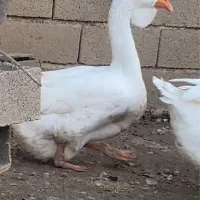 غاز خالماگور اصیل|حیوانات مزرعه|قائمشهر, |دیوار