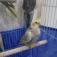 عروس هلندی|پرنده|ری, حمزه‌آباد|دیوار