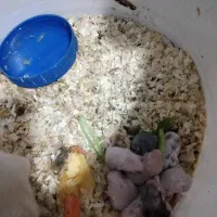 فروش توله همستر زیبا و بازیگوش