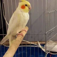 عروس هلندی برافروش|پرنده|شوش, |دیوار