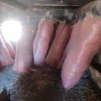 پخل گندم و علف زعفران|لوازم جانبی حیوانات|بوژگان, |دیوار