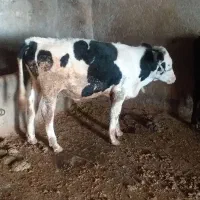 یک راس گوساله نرسیمینتال ویک راس گاوباگوساله ماده|حیوانات مزرعه|شیروان (لرستان), |دیوار