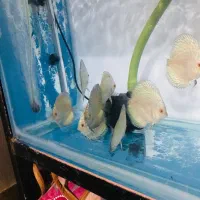 دیسکس|ماهی|فردیس, شهرک ۱۱۰|دیوار