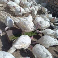 بوقلمون بیوتی ارگانیک|حیوانات مزرعه|کرمانشاه, |دیوار