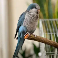 طوطی راهب آبی گمشده