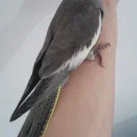 ۲عدد عروس خونگی میزون|پرنده|رشت, پاستوریزه|دیوار