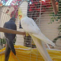 یک جفت عروس هلندی تخم گذار الان هم  تخم گداشته|پرنده|کوچصفهان, |دیوار