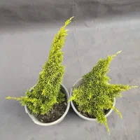 دم روباهی طلایی، گیاه خاص و مقاوم با ۵۰٪ تخفیف|گل و گیاه طبیعی|تهران, صادقیه|دیوار