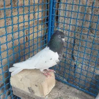 چنتا ماده بشرط