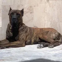پرساکاناریو