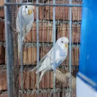مرغ عشق جفت مولد