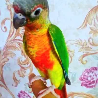 طوطی برزیلی گرینچیک فوق دستی سخنگو نر