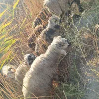 بره نر کیلو۴۲۰