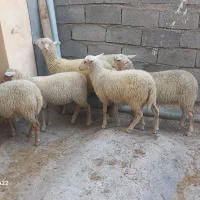 بره نر و ماده نژاد خارجی چند قلوزا و شیری لاروف|حیوانات مزرعه|کاشان, راوند|دیوار