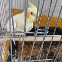 طوطی عروس|پرنده|اندیمشک, |دیوار