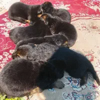 ژرمن|سگ|سیاهکل, |دیوار