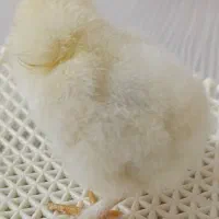 جوجه ابریشمی ۲۵۰ هزار تومان