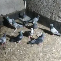 سلام کبوتر گمشدنی نیست تماس بگیرید