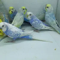 مرغ عشق رینبو رنگین کمانی اسپانگل