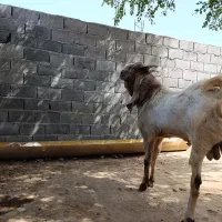 نر بز گلابی پاکستانی