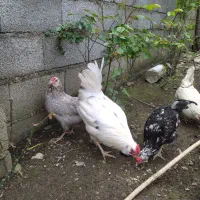 تخم مرغ گلین