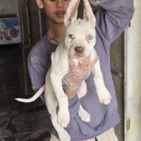 سگ پیت بول وقهدرجونی