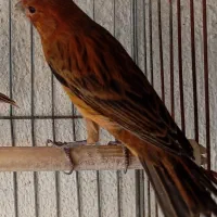 قناری رنگ خاص سوخته سرخ آتیشی طبیعی،ایرانی