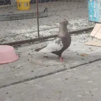 سینه