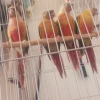 گرینچک برزیلی مینا عروس هلندی|پرنده|تربت جام, میان جام|دیوار