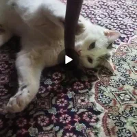 واگذاری گربه خونگی