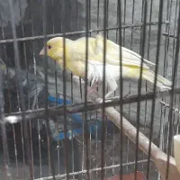 قناری ماده آماده پا بلند|پرنده|قرچک, قشلاق جیتو|دیوار