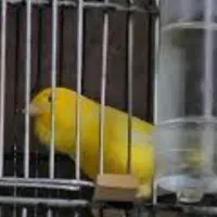 قناری اورجینال. معاوضه انگشتر فیروزه