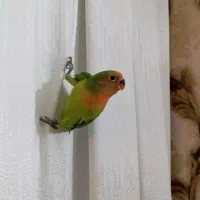 جوجه کوتوله برزیلی