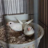 فنچ بنگالی جفت مولد|پرنده|تهران, شیوا|دیوار