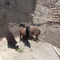 میش بره