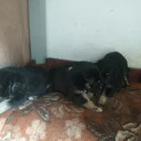 واگذاری توله سگ ژرمن چهار چشم