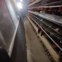 قفس مرغ تخمگذار و تجهیزات مرغداری|لوازم جانبی حیوانات|نیشابور, دربقاضی|دیوار