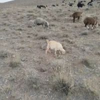 فروش بز گوسفند بره میش با همه شرایط شما