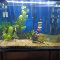 آکواریوم ماهی|ماهی|قشم, |دیوار