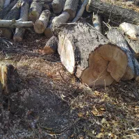 خریدوفروش انواع درخت وچوب با قیمت روز بازار|خدمات باغبانی و درختکاری|تبریز, |دیوار