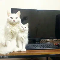 فروش فوری میکس پرشین اصیل (خانگی)