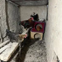 مرغ و خروس گلین/ لاری/گلپایگانی|حیوانات مزرعه|اسلامشهر, کاشانک|دیوار