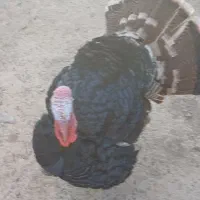 بوقلمون محلی|حیوانات مزرعه|بوئین زهرا, |دیوار