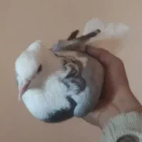 کبوتر شازده|پرنده|کمیجان, |دیوار