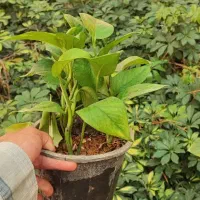 چون عید غدیره قیمت پتوس هم قیمت قدیمه