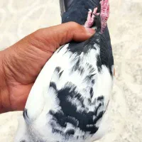 یه جفت کفتر دمبی