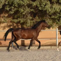 مادیان|اسب و تجهیزات اسبسواری|کرمانشاه, |دیوار