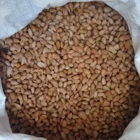 بادام کوهی
