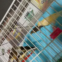 قناری عروس سهره  خانگی به شرط