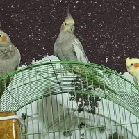 طوطی هلندی|پرنده|خرمشهر, |دیوار